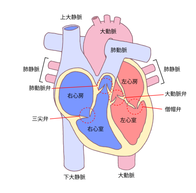 心臓弁膜症　心臓の弁